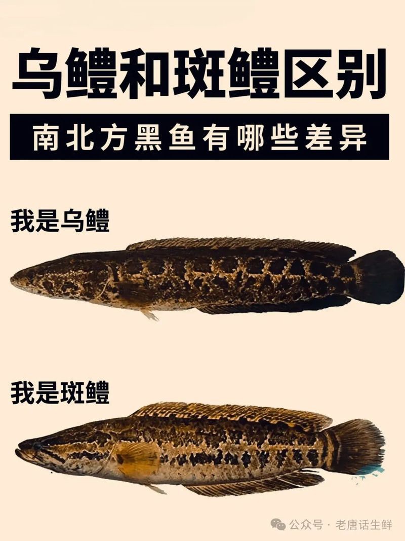 七彩海象屬于哪層魚，七彩海象的分層特性