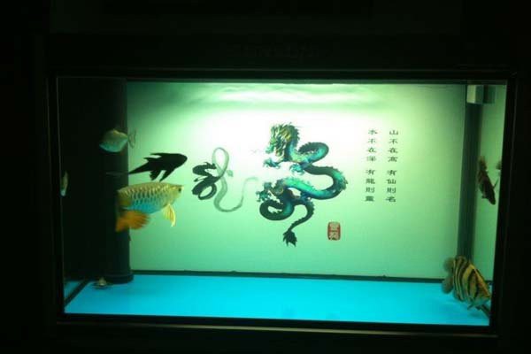 養(yǎng)龍魚用什么顏色背景，《嚴(yán)格控制龍魚用什么顏色背景隔》