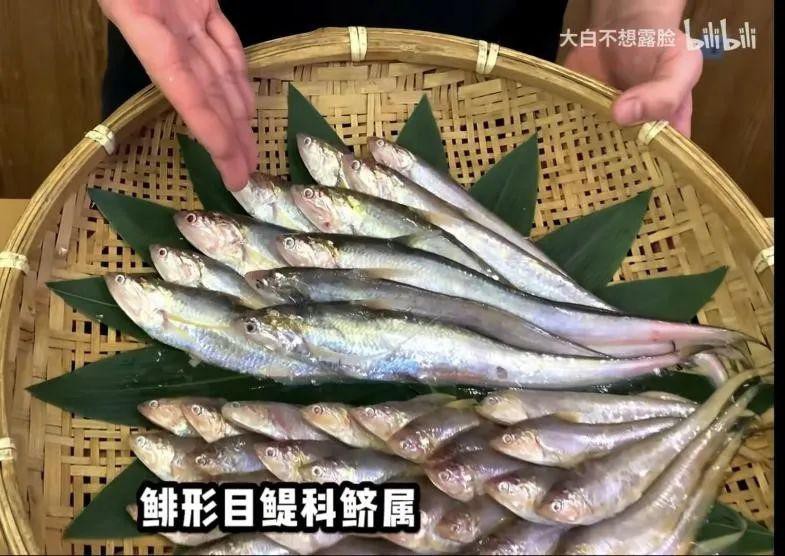 刀鱭魚，\