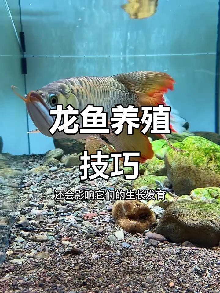 二條龍魚一起養的優缺點，雙龍混養\