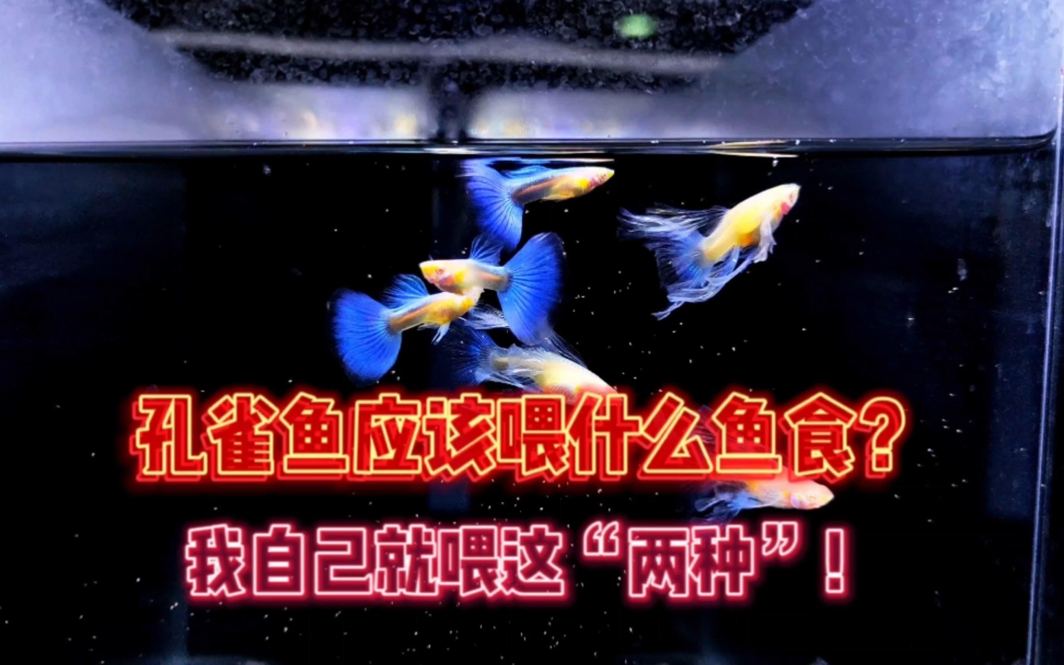 孔雀魚糧最好三個餌料，《孔雀魚糧最好三個餌料》