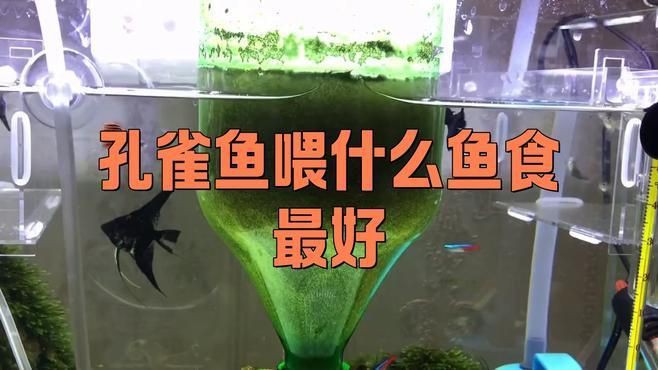 孔雀魚糧最好三個餌料，《孔雀魚糧最好三個餌料》