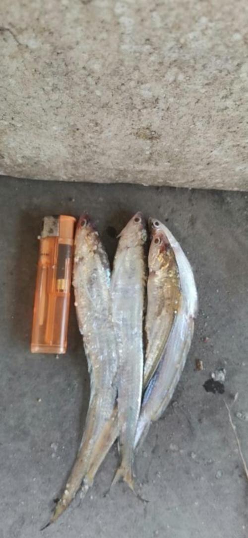 毛刀魚的圖片，河鮮界的“小鮮肉”毛刀魚