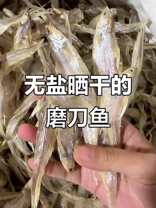 毛刀魚的圖片，河鮮界的“小鮮肉”毛刀魚