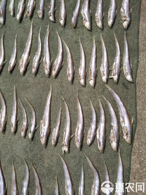 毛刀魚的圖片，河鮮界的“小鮮肉”毛刀魚