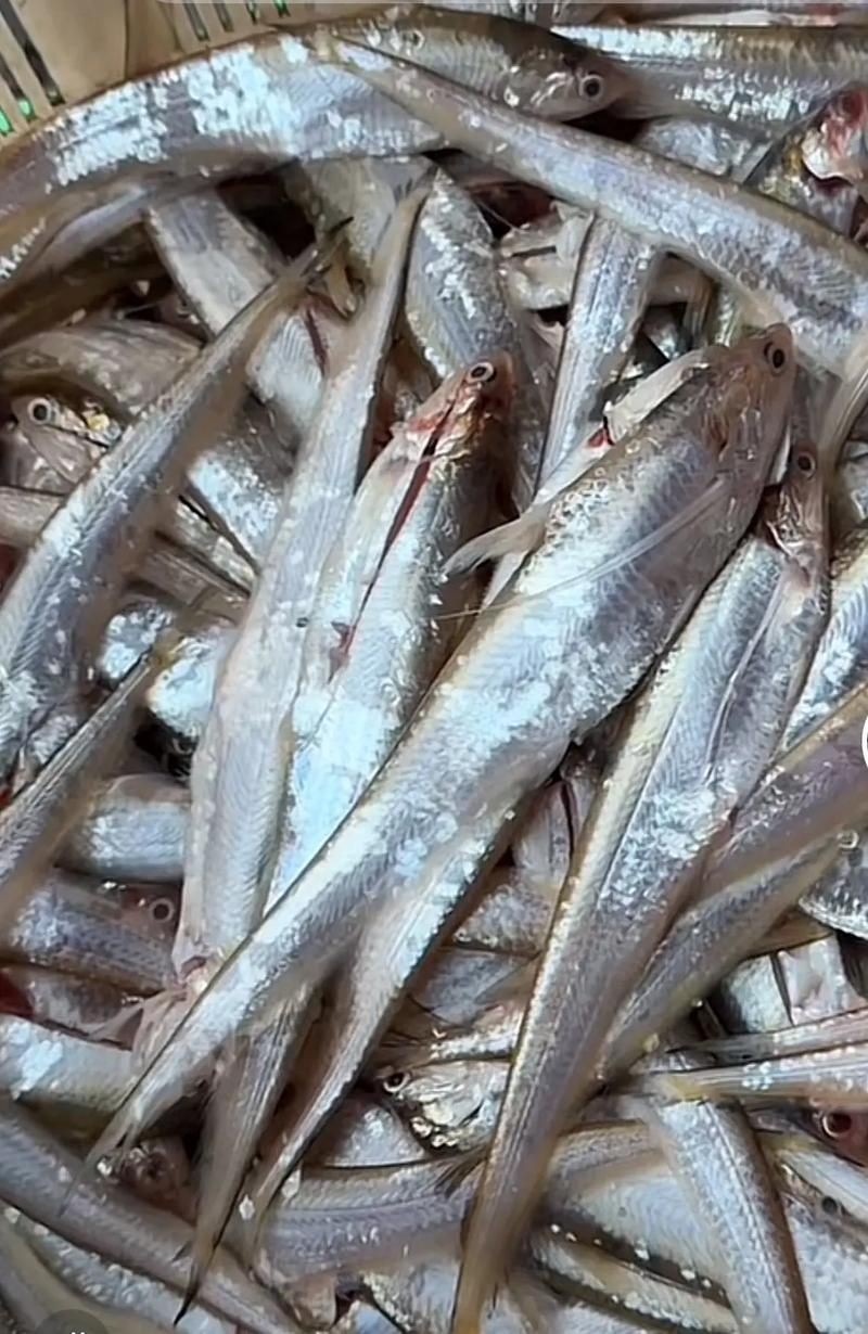毛刀魚的圖片，河鮮界的“小鮮肉”毛刀魚
