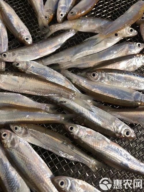 毛刀魚的圖片，河鮮界的“小鮮肉”毛刀魚