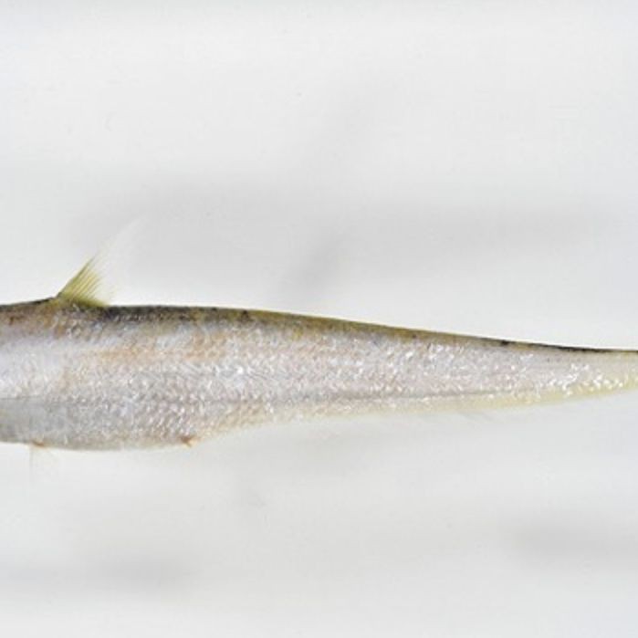 毛刀魚的圖片，河鮮界的“小鮮肉”毛刀魚