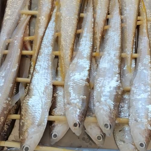 毛刀魚的圖片，河鮮界的“小鮮肉”毛刀魚