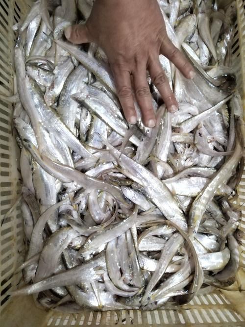 毛刀魚的圖片，河鮮界的“小鮮肉”毛刀魚