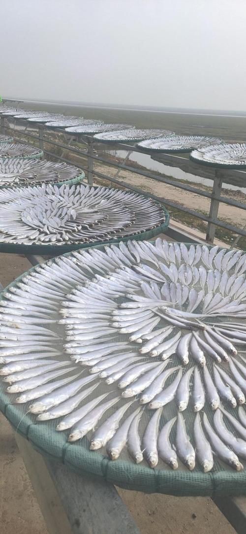 毛刀魚的圖片，河鮮界的“小鮮肉”毛刀魚