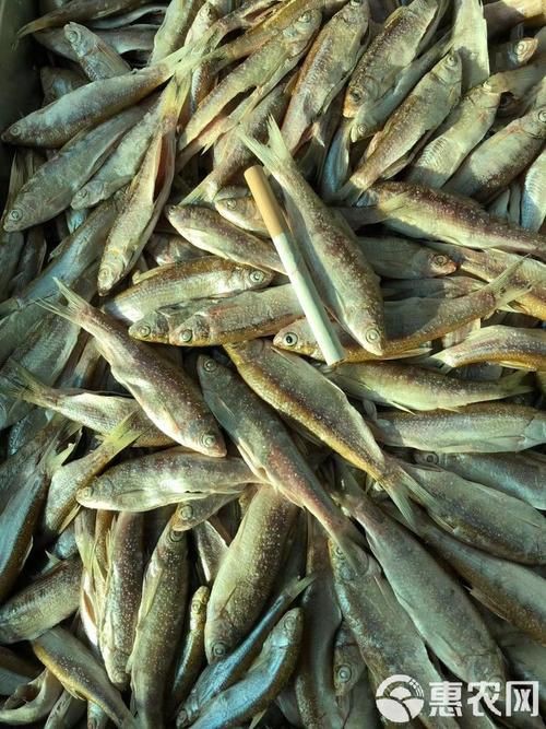 毛刀魚的圖片，河鮮界的“小鮮肉”毛刀魚