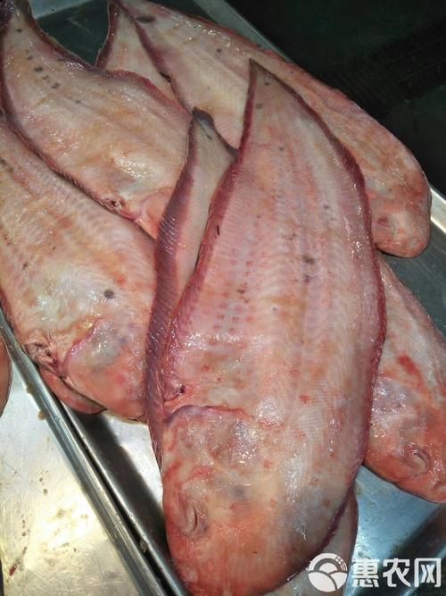 毛刀魚的圖片，河鮮界的“小鮮肉”毛刀魚