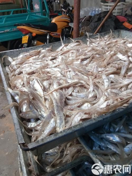 毛刀魚的圖片，河鮮界的“小鮮肉”毛刀魚