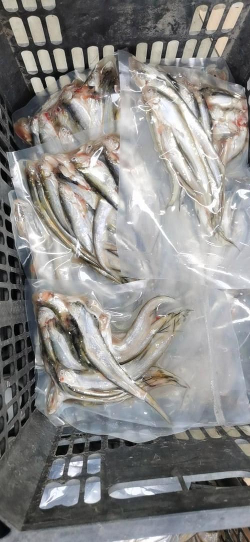 毛刀魚的圖片，河鮮界的“小鮮肉”毛刀魚