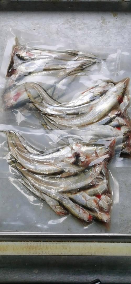 毛刀魚的圖片，河鮮界的“小鮮肉”毛刀魚