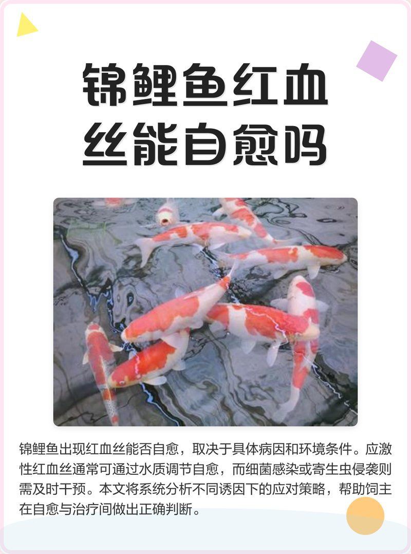 白色錦鯉身體發紅會自愈嗎？，白色錦鯉身體發紅會自愈嗎