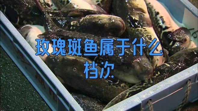 玫瑰斑魚屬于什么檔次，海中“紅玫瑰”如何“游進(jìn)”千家萬(wàn)戶