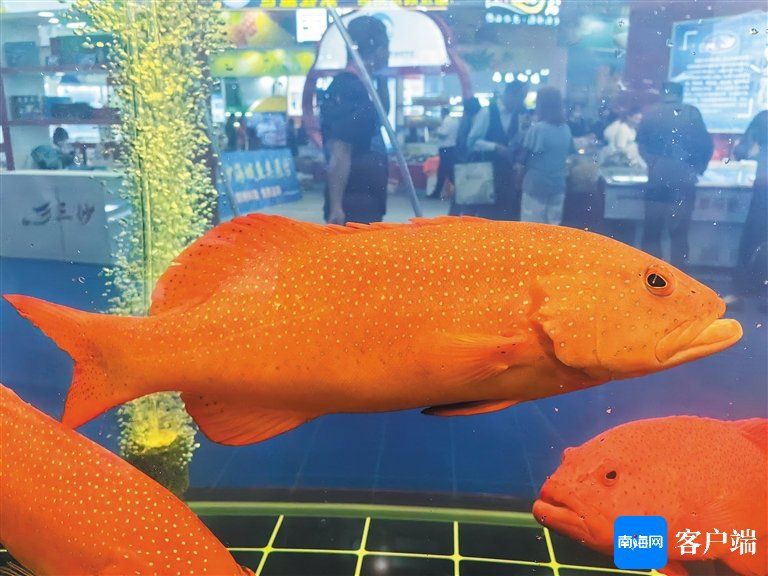 玫瑰斑魚屬于什么檔次，海中“紅玫瑰”如何“游進(jìn)”千家萬(wàn)戶