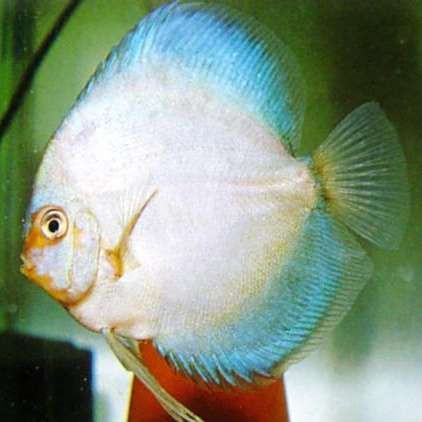 馬來西亞七彩神仙魚漁場，八哥的七彩神仙魚帶你參觀馬來西亞檳城的一家七彩神仙魚漁場