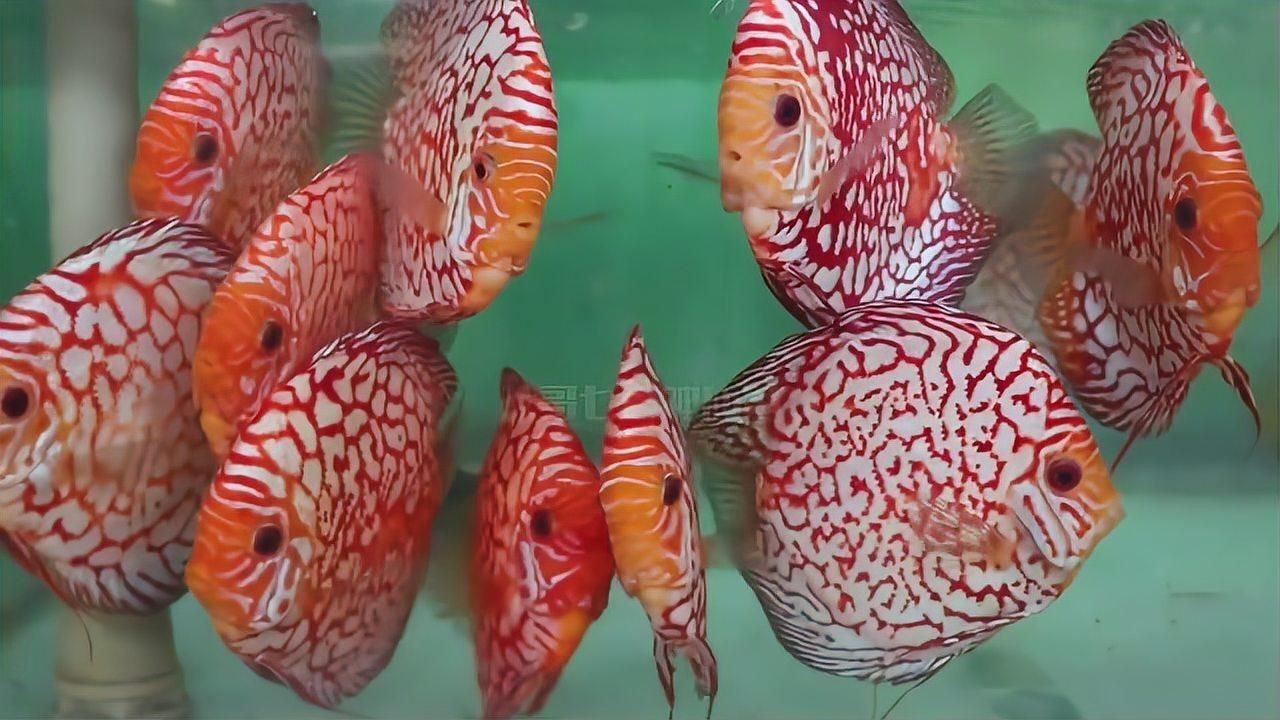 馬來西亞七彩神仙魚漁場，八哥的七彩神仙魚帶你參觀馬來西亞檳城的一家七彩神仙魚漁場