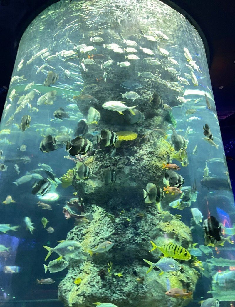 蕪湖水族館，揚的音樂館，蕪湖大白鯨