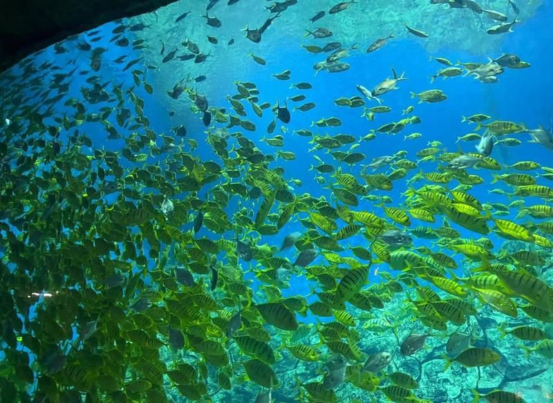 蕪湖水族館，揚的音樂館，蕪湖大白鯨