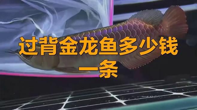 珠鱗全亮的過背金龍價格，珠鱗全亮的過背金龍魚價格一覽表