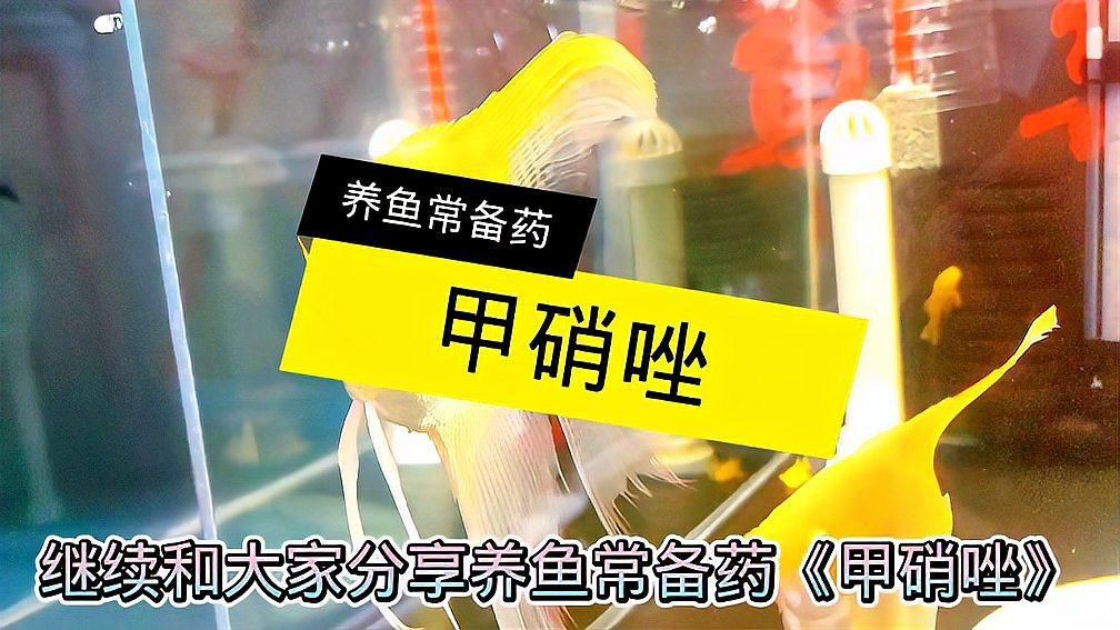 甲硝唑對哪些魚病有效？，養魚常備藥(甲硝唑)魚分享