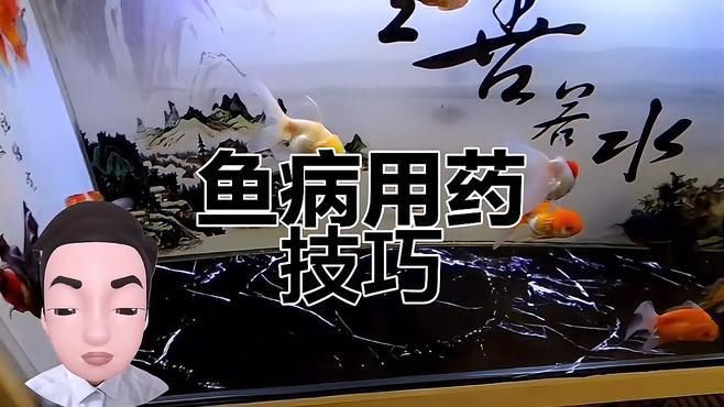 甲硝唑對哪些魚病有效？，養魚常備藥(甲硝唑)魚分享