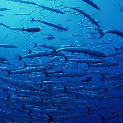 海洋十大劇毒生物，「海洋科普」大海中暗藏的危機可能遠遠超乎你的想象