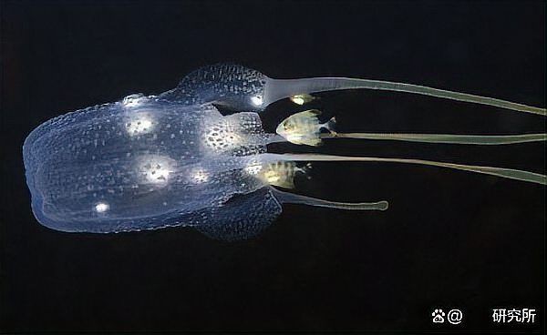 海洋十大劇毒生物，「海洋科普」大海中暗藏的危機可能遠遠超乎你的想象