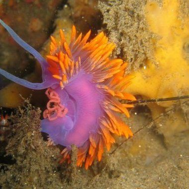 海洋十大劇毒生物，「海洋科普」大海中暗藏的危機可能遠遠超乎你的想象