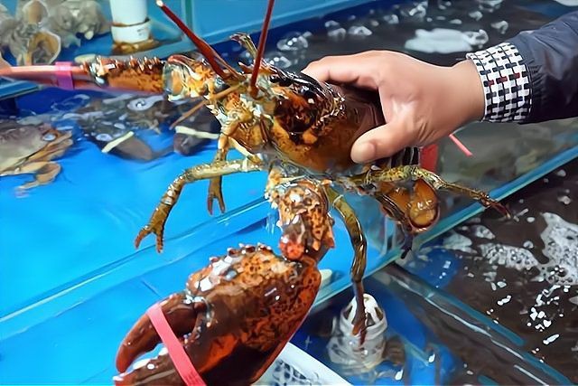 珠海魚缸批發市場，珠海水產批發市場的營業時間