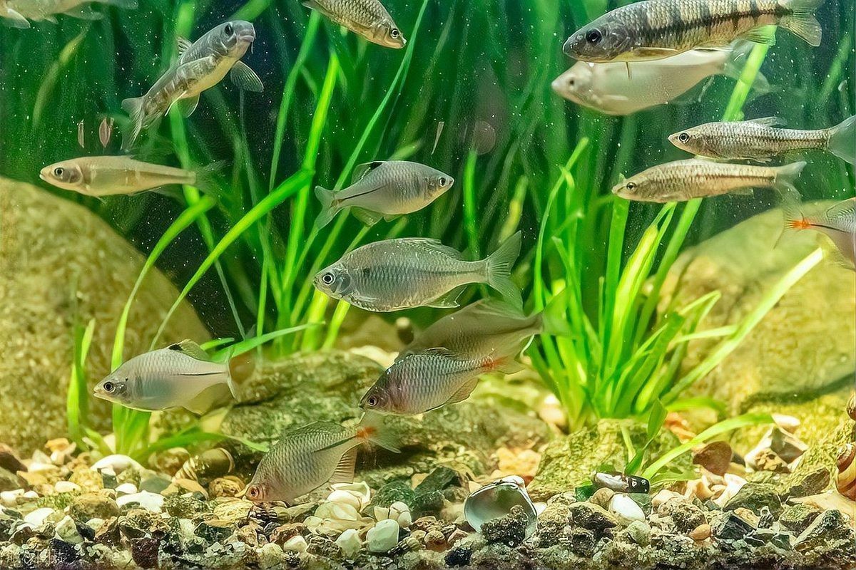 養(yǎng)七條魚風水魚好不好，七條魚的風水寓意