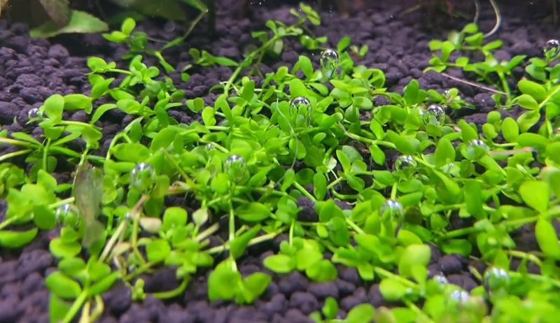 普蘭店水族店，大連普蘭店水族市場規模有多大大溪生態水族館怎么樣 普蘭店水族店，大連普蘭店水族市場規模有多大大溪生態水族館怎么樣 全國水族館企業名錄 第3張