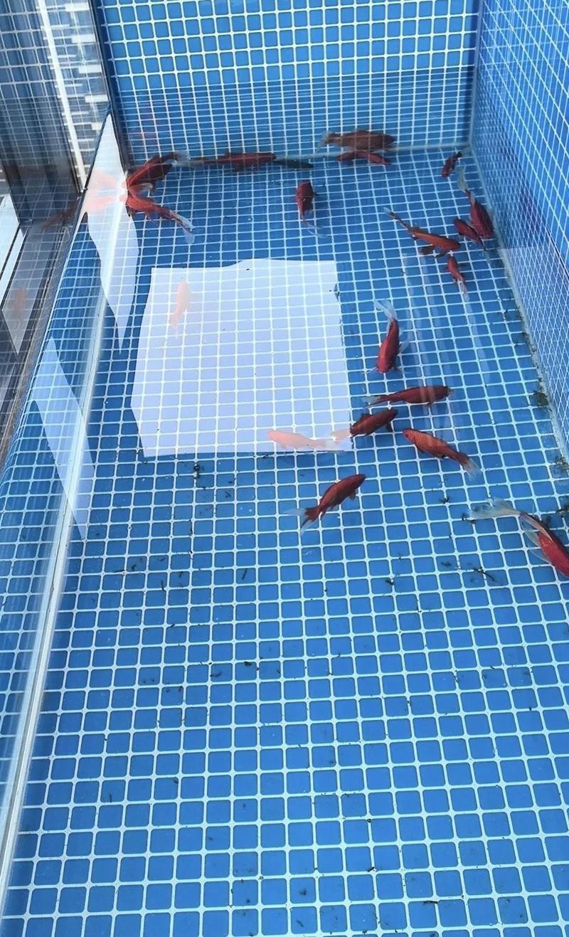 二手魚缸交易平臺，二手魚缸交易平臺發展趨勢分析