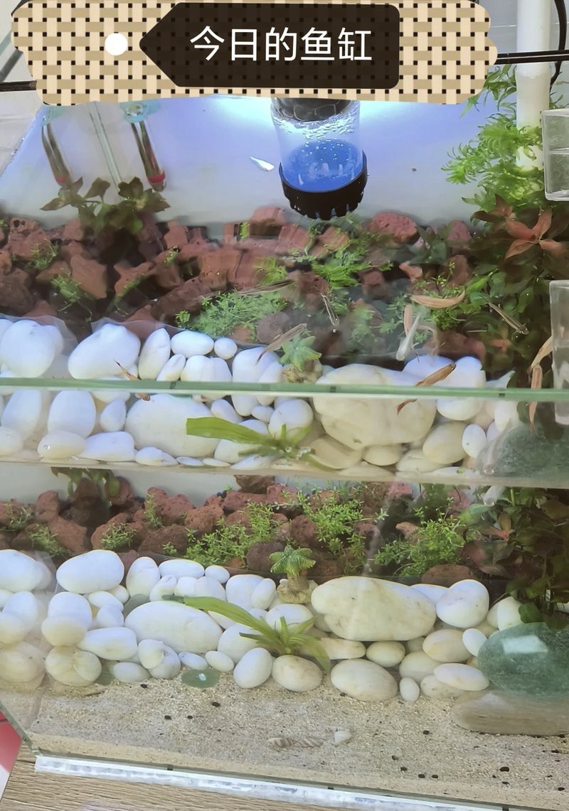 二手魚缸交易平臺，二手魚缸交易平臺發展趨勢分析