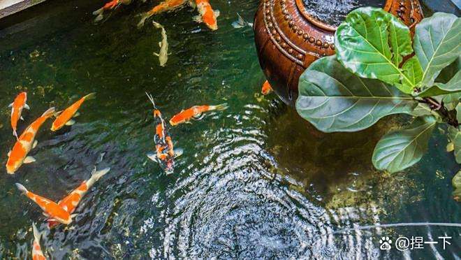 佛說家里養魚的因果，佛教養魚之道