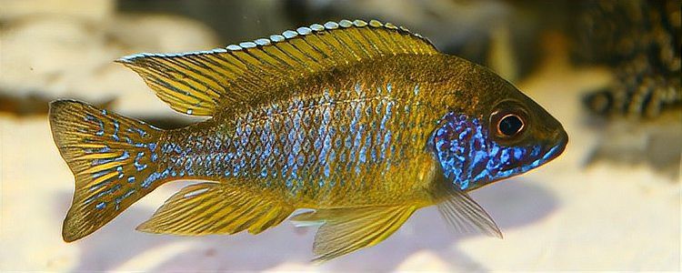 三湖魚什么品種最好賣，《三湖魚什么品種最好賣》