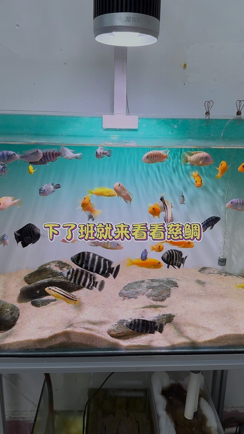 三湖魚(yú)什么品種最好賣(mài)，《三湖魚(yú)什么品種最好賣(mài)》