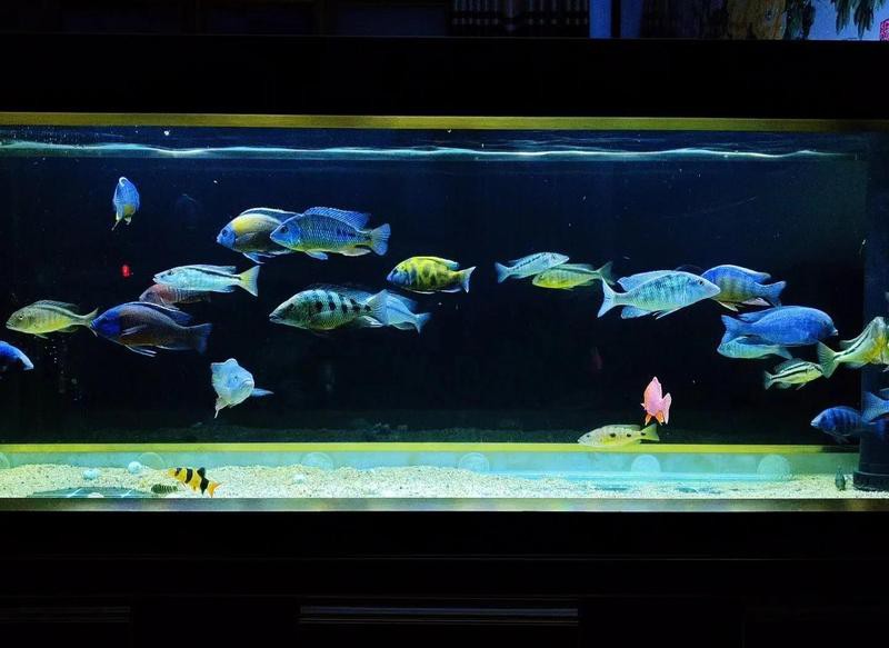 三湖魚什么品種最好賣，《三湖魚什么品種最好賣》