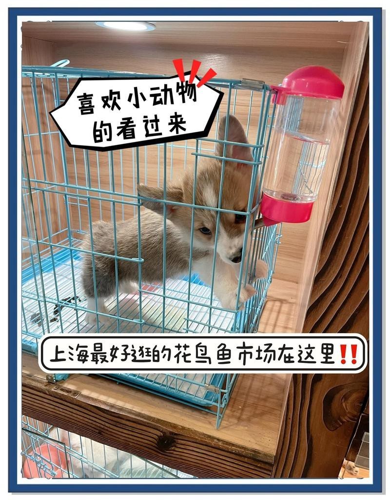 上海最大花鳥市場(chǎng)排名，上海最大的花鳥市場(chǎng)