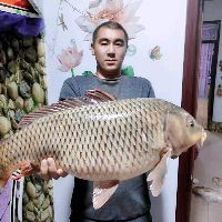 狗頭魚是保護動物嗎，狗頭魚屬于國家二級保護動物其學名為叉鼻鲀