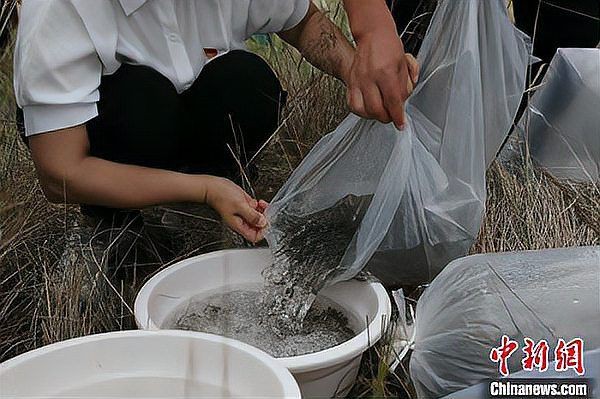 狗頭魚是保護動物嗎，狗頭魚屬于國家二級保護動物其學名為叉鼻鲀