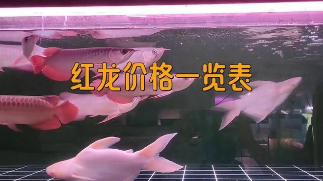 紅龍魚苗的價格范圍，如何挑選紅龍幼苗，避免踩坑