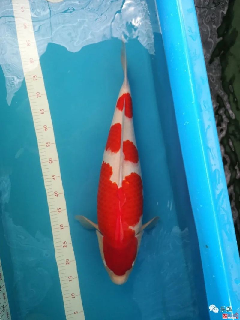 丹頂與丸頂哪個好，丸頂與丹頂哪個好