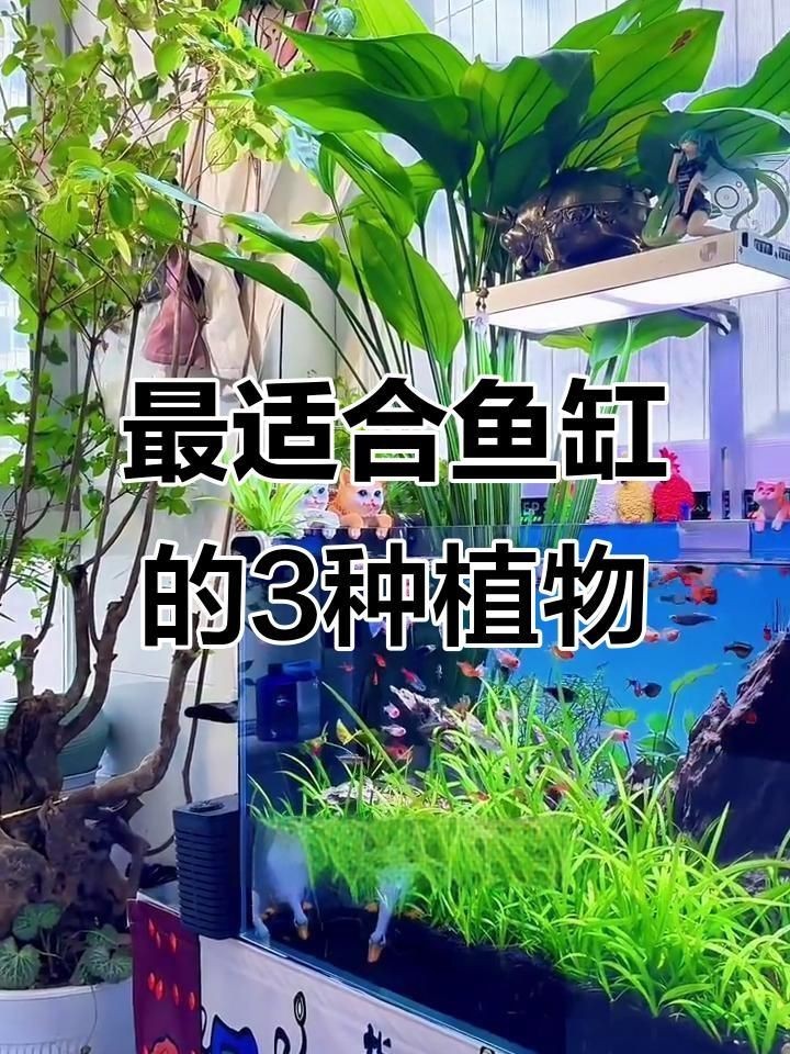 魚缸周圍應該擺放哪些植物？，《魚缸周圍植物選擇》本文聚焦于魚缸周圍適宜擺放的植物