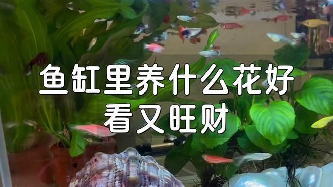 魚缸周圍應該擺放哪些植物？，《魚缸周圍植物選擇》本文聚焦于魚缸周圍適宜擺放的植物
