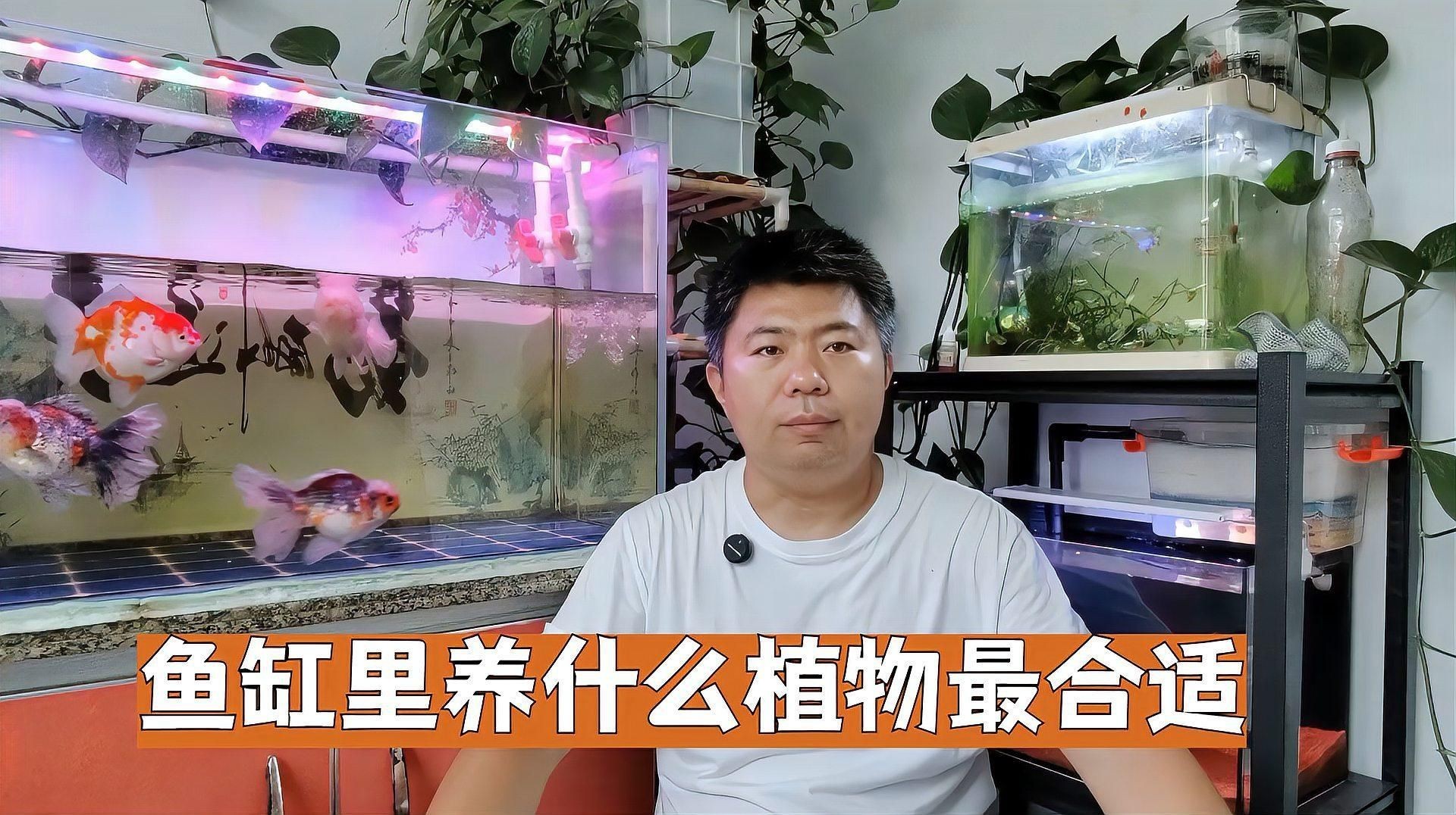魚缸周圍應該擺放哪些植物？，《魚缸周圍植物選擇》本文聚焦于魚缸周圍適宜擺放的植物